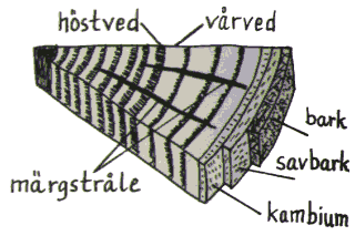 Märgstråle