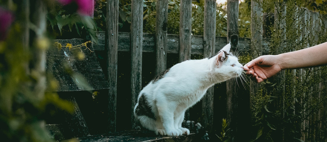 aromaterapia para gatos