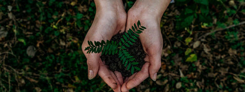 Hands holding plant 