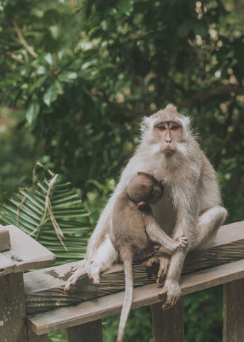 Monkeys in bali sitting on fence 