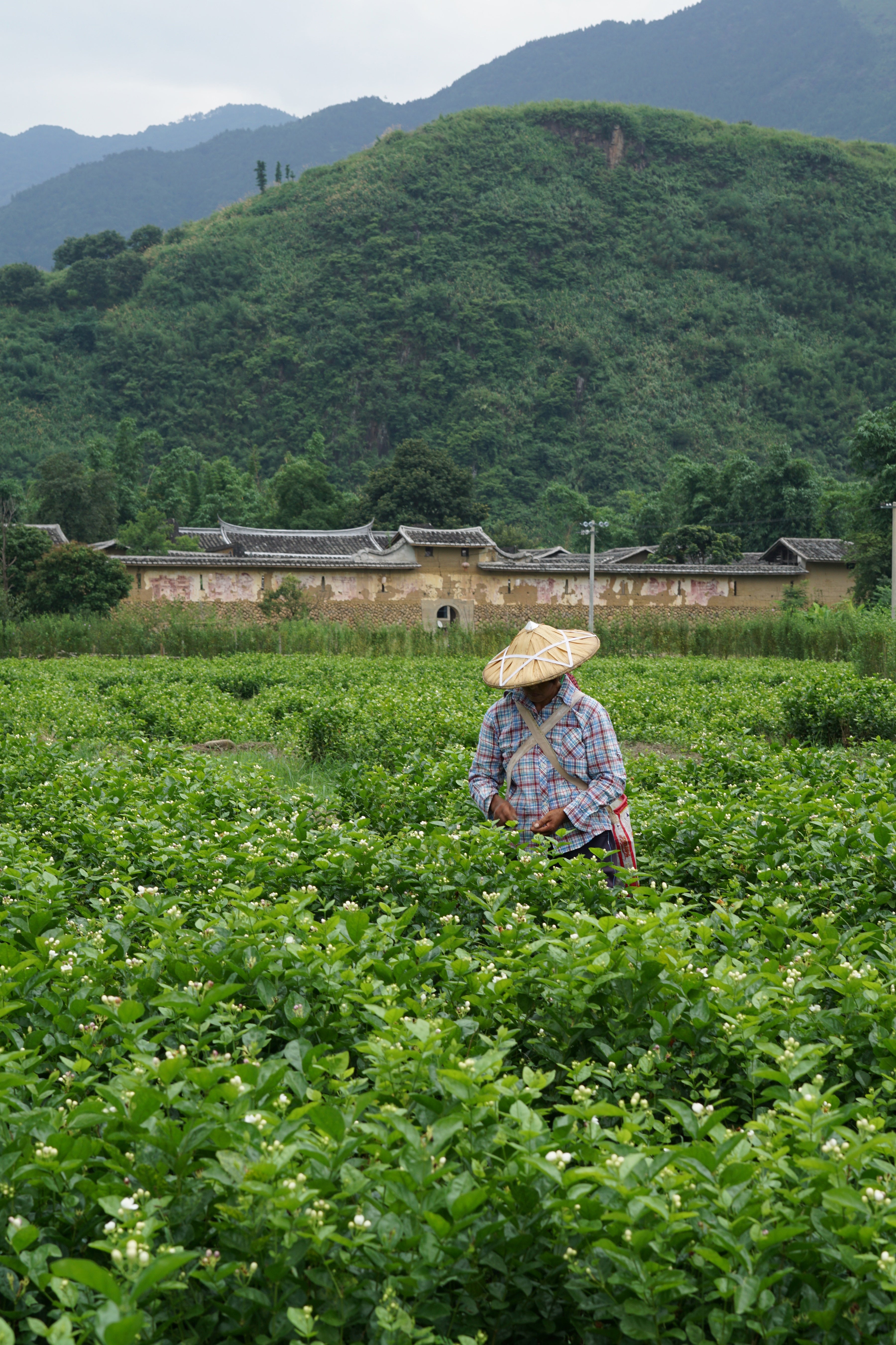 jasmine field with pickers