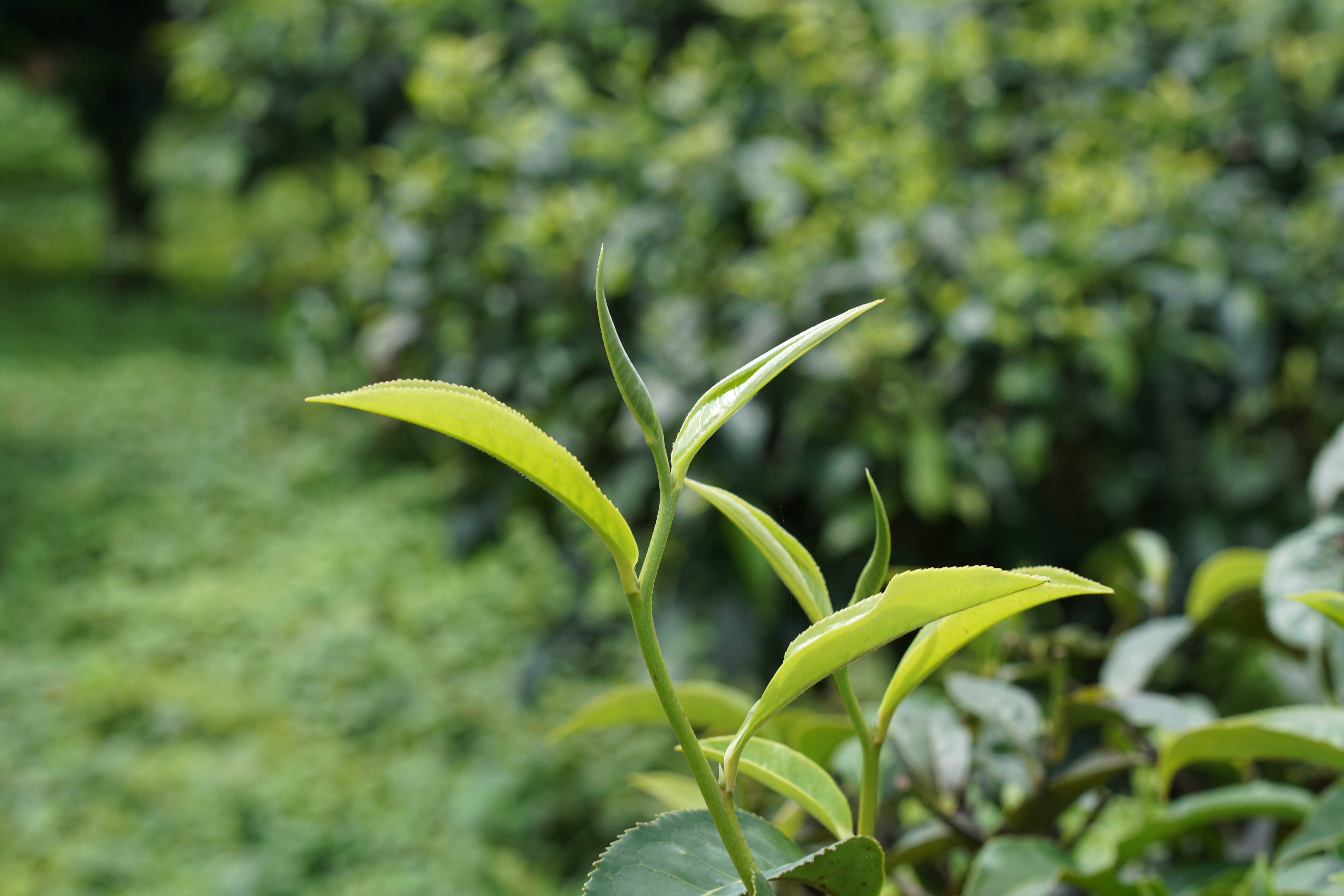 assamica fresh leafset