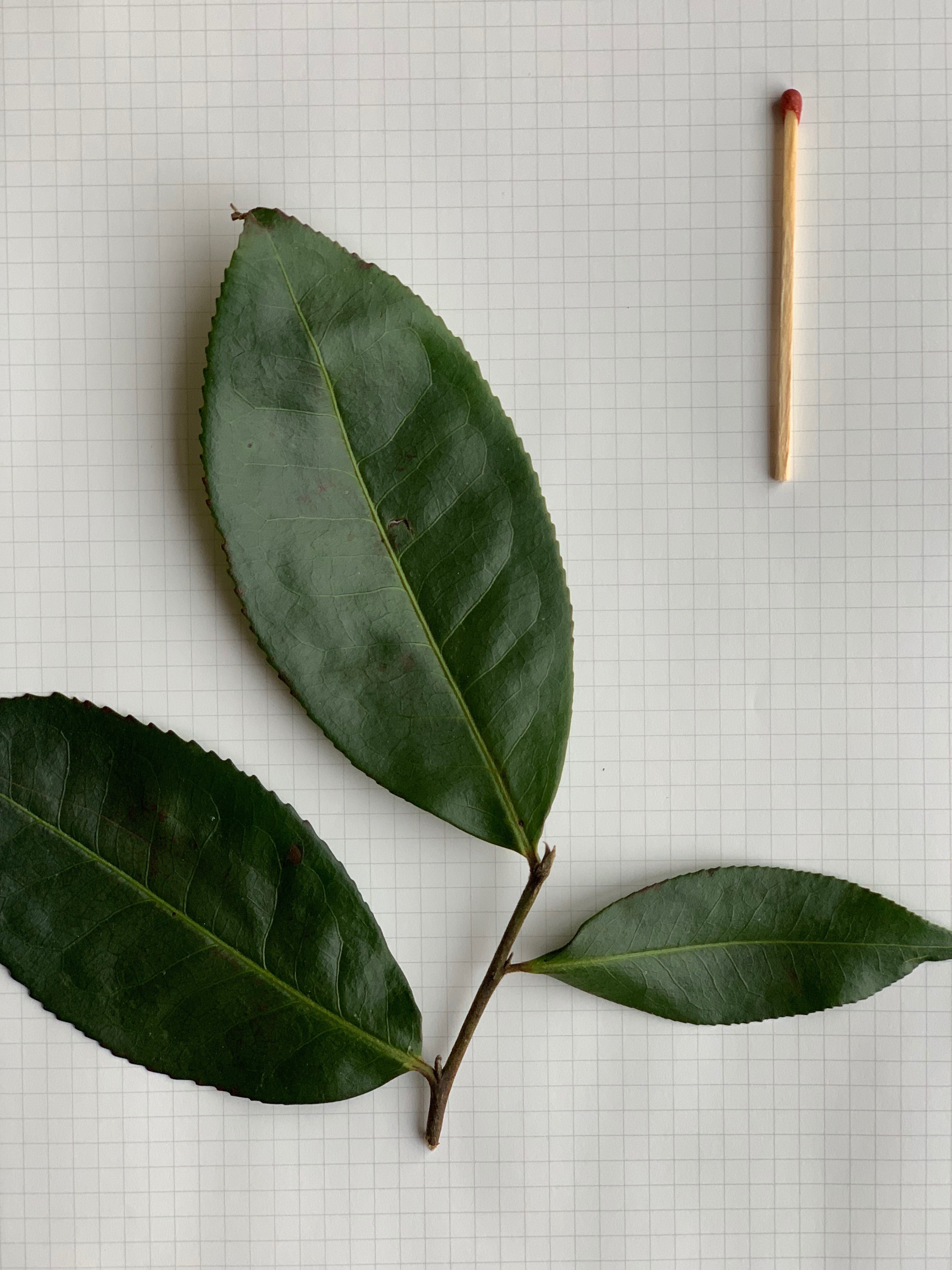 assamica leaf comparison with match stick