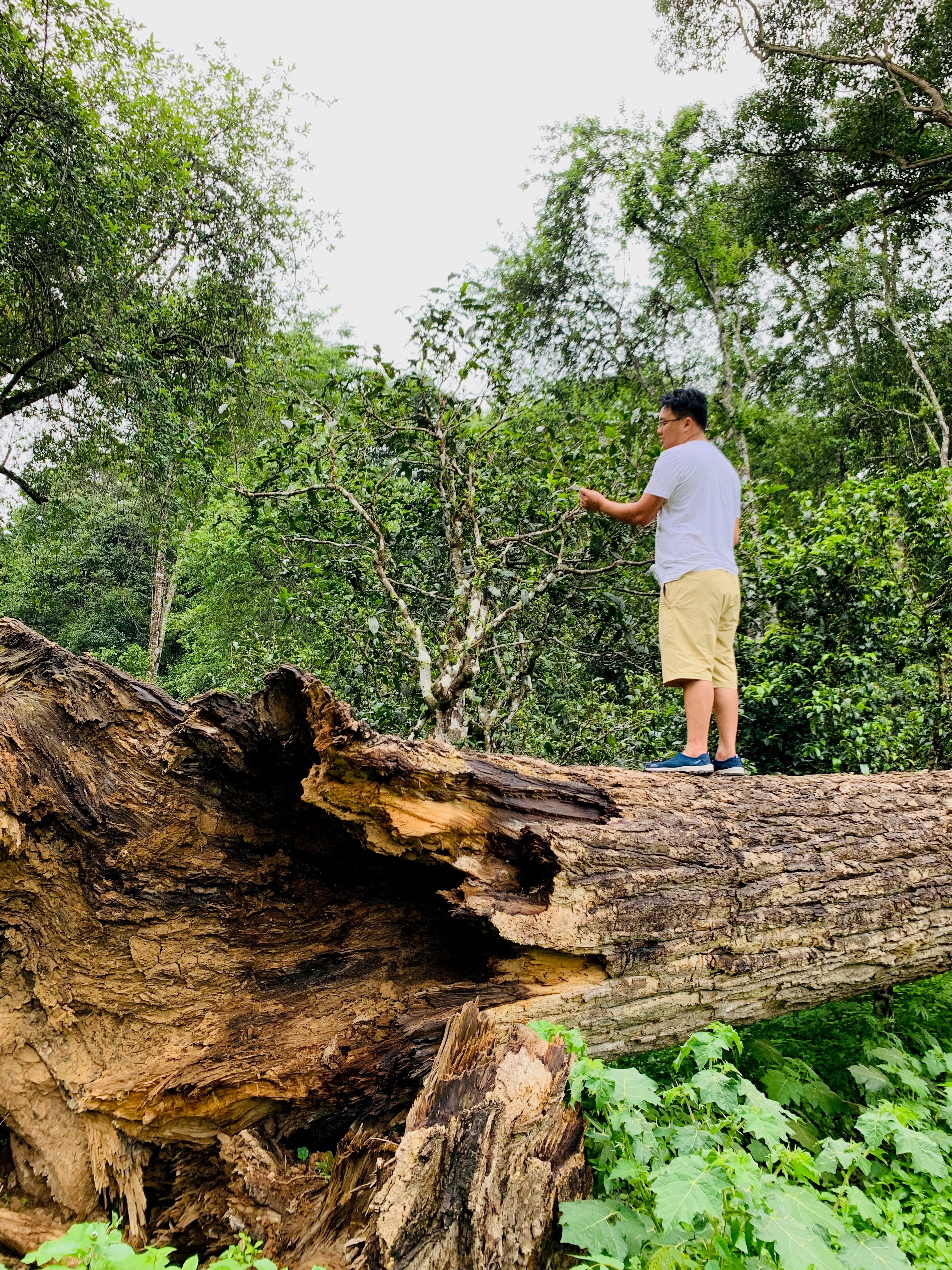 very tall and old tea tree in yunnan