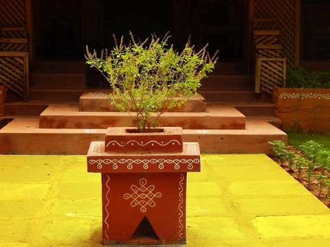 Tulsi Plant in Traditional Altar Pot