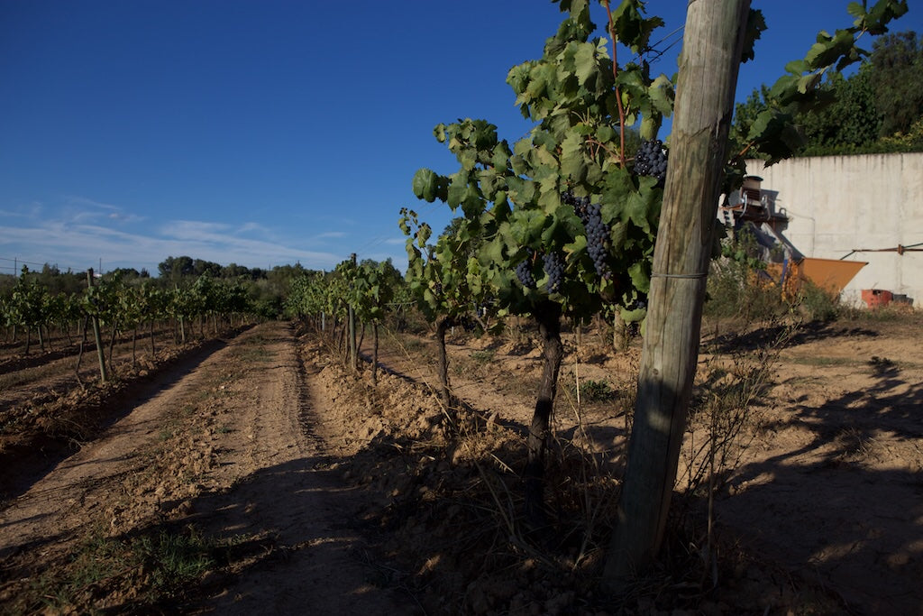 Azimut Suriol winery Cava Producer in Penedes, Province of Barcelona, Catalunya, Spain