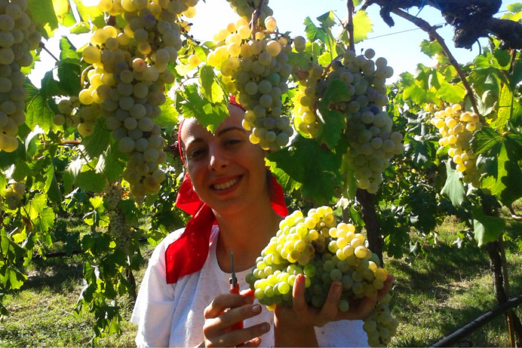 Folicello Winery, Harvest in the Vineyards, Emilia-Romagna, Natural Wine, Organic Wine, Primal Wine - primalwine.com