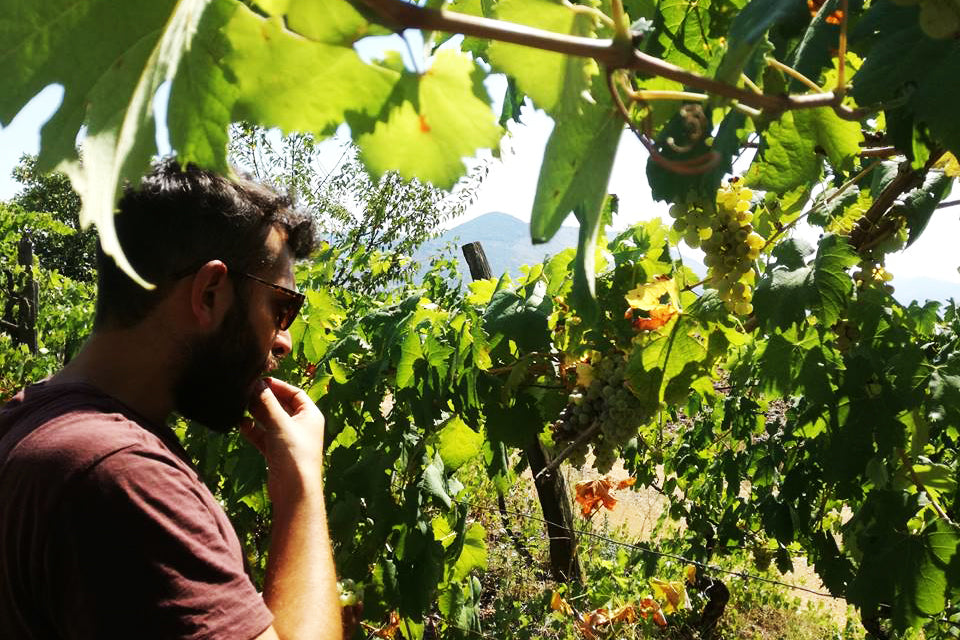 Progetto Sete Vini Naturali, Natural Wine, Lazio, Italy, Organic Farming, Organic Grapes
