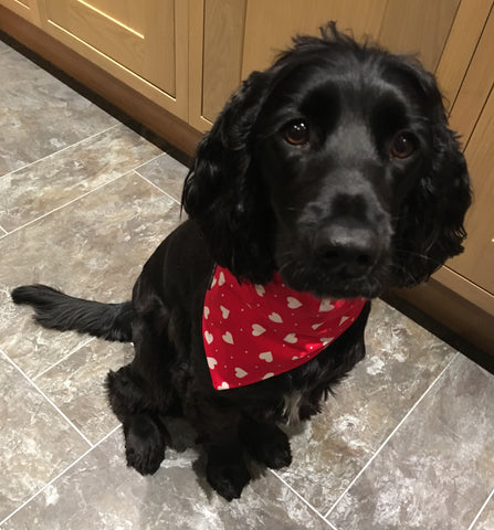 Charley our rescue spaniel wearing her washable fabric My Valentine dog collar and bandana. Handmade in the U.K. 