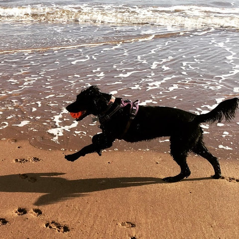 Charley our rescue spaniel wearing her washable fabric dog collar whilst playing in the sea. Handmade in the U.K. 