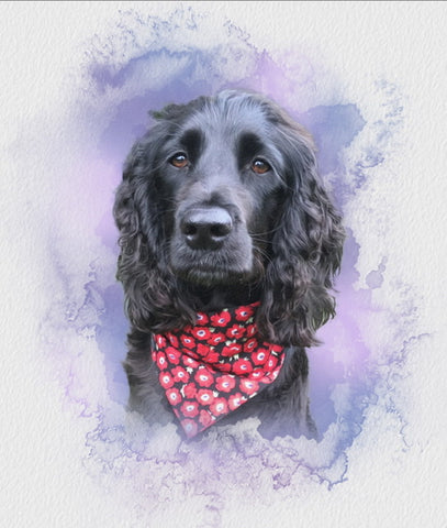 Charley our rescue spaniel wearing her washable fabric Red Poppies dog collar and bandana. Handmade in the U.K. 