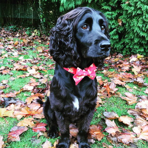 Charley our rescue spaniel wearing her washable fabric Christmas Gingerbread dog collar and bow. Handmade in the U.K.