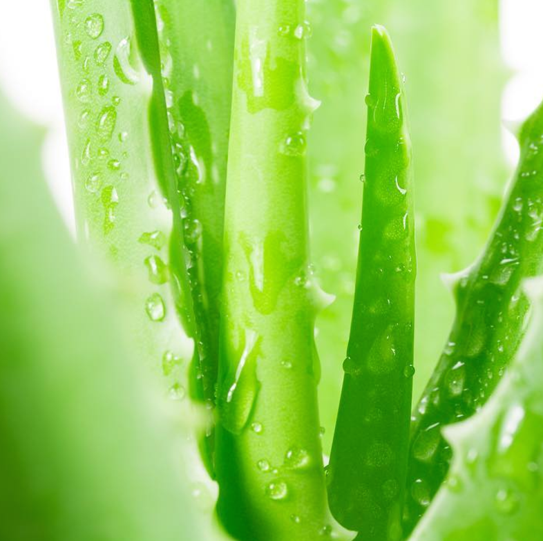 Aloe Vera: 6 Underestimated Benefits for Dry Natural Hair