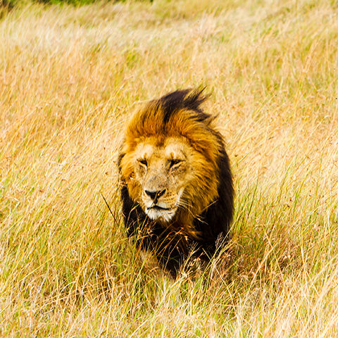 Lion Walking Through Field