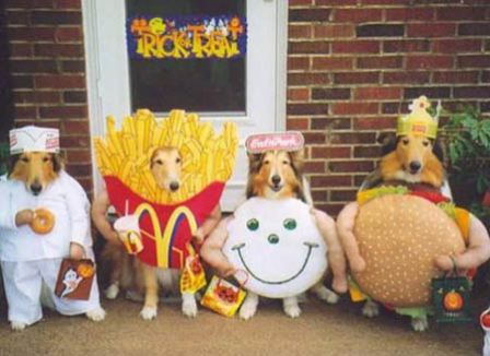 funny dogs dressed up. funny dogs dressed up.