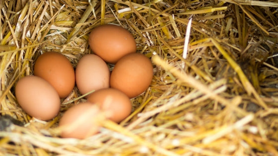 a hens clutch of eggs how to care for a broody hen