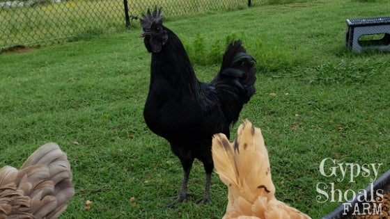 ayam cemani rooster gypsy shoals farm hatchery