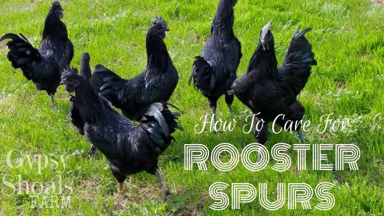 ayam cemani roosters how to rooster spurs