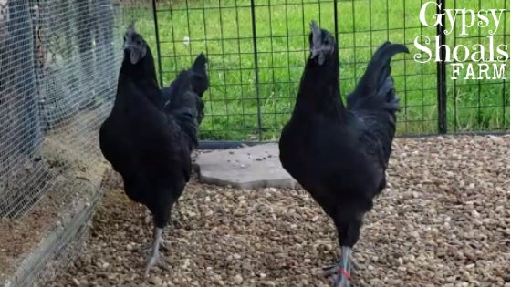 ayam cemani roosters protecting their territory