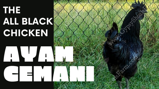 ayam cemani the all black chicken gypsy shoals farm