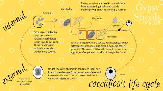 coccidiosis life cycle in poultry backyard chicken health gypsy shoals farm