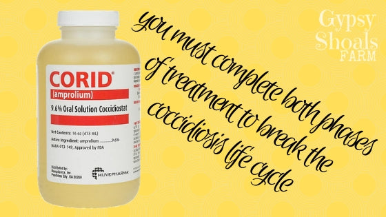 corid treatment for poultry coccidiosis backyard chicken health gypsy shoals farm