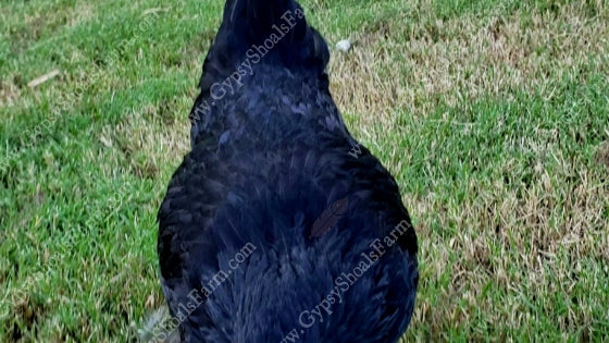 gypsy shoals farm ayam cemani all black chicken feathers close up
