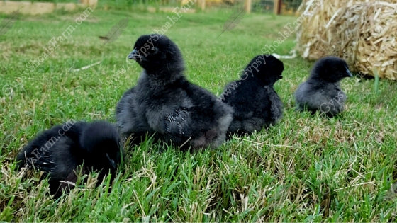 gypsy shoals farm ayam cemani baby chicks in grass all black chicken