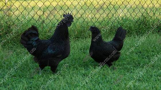 gypsy shoals farm ayam cemani hen and rooster all black chicken