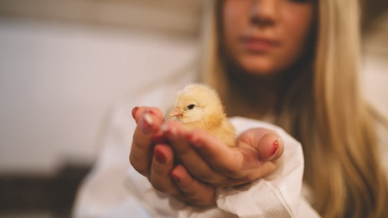 hatching baby chicks educational experience for children