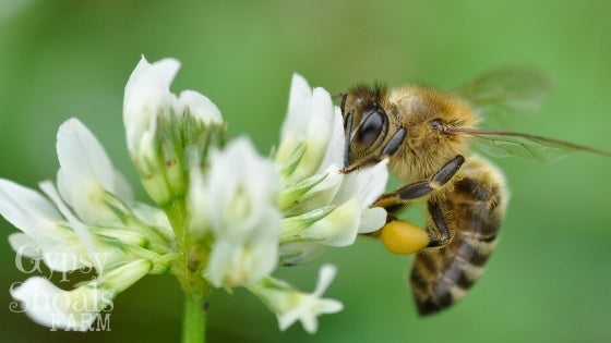 honey bee collecting pollen from white clover blossom