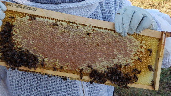 honey frame from beehive honey super gypsy shoals farm
