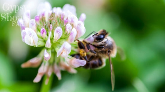 honeybee on sweet clover flower getting nectar and pollen