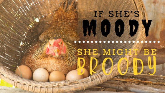 how to care for a broody hen and her hatching eggs