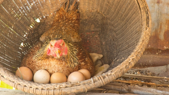 how to care for a broody hen sitting on hatching chicken eggs