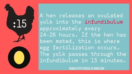 infographic infundibulum how a chicken makes an egg