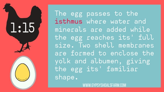 infographic isthmus function how a chicken makes an egg