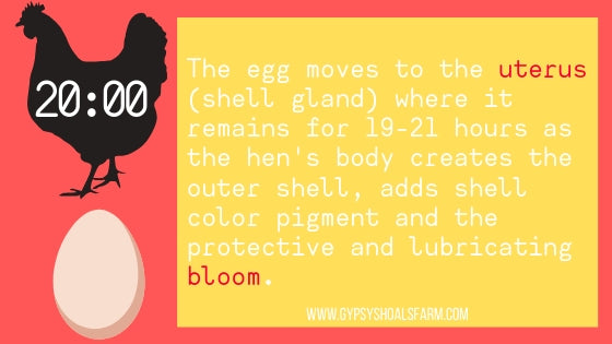 infographic bloom shell gland uterus how a chicken makes an egg