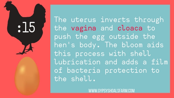 infographic cloaca function hen reproduction how a chicken makes an egg