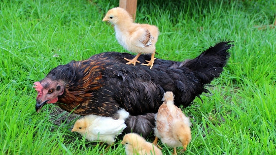 mama hen knows best for her baby chicks naturally