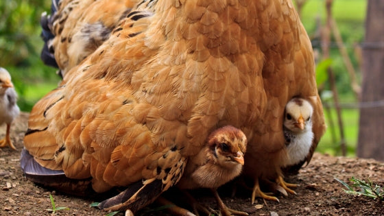 mother hen with baby chicks tucked under her wings