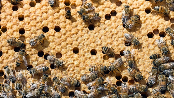 nurse bees tending to honey bee brood