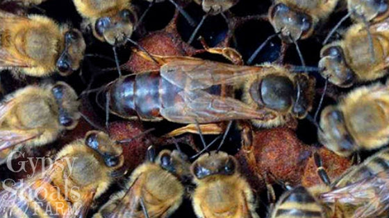 queen honey bee  laying eggs in brood cells