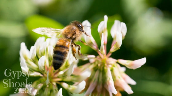 sweet clover honeybee nectar source