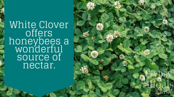 white clover offers honeybees extended nectar flow