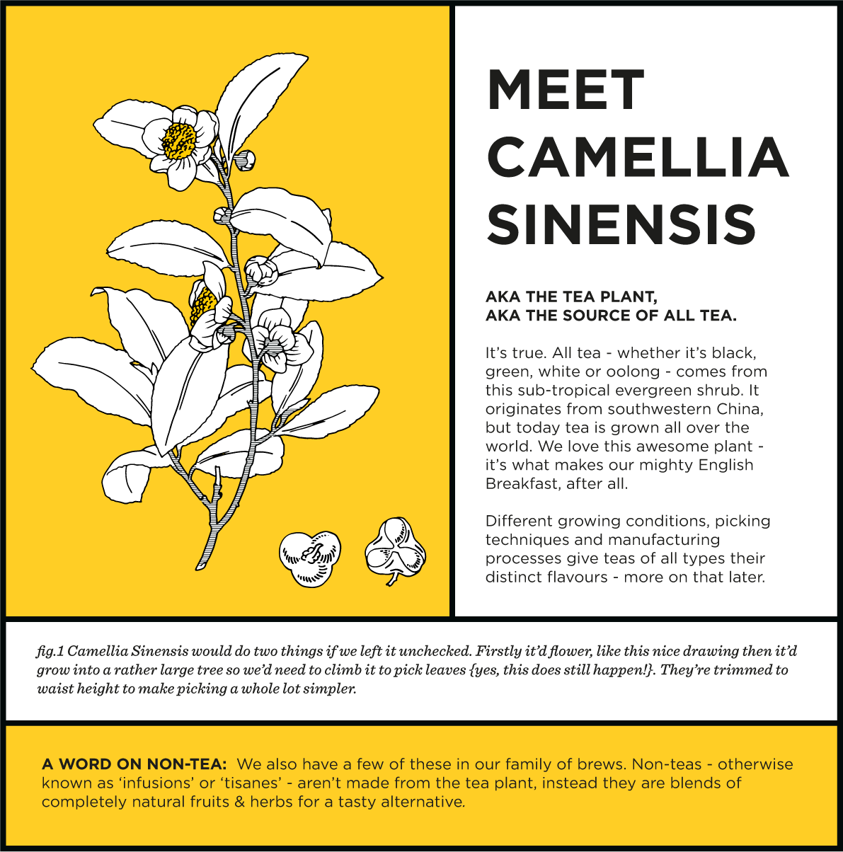 Meet Camellia SInensis