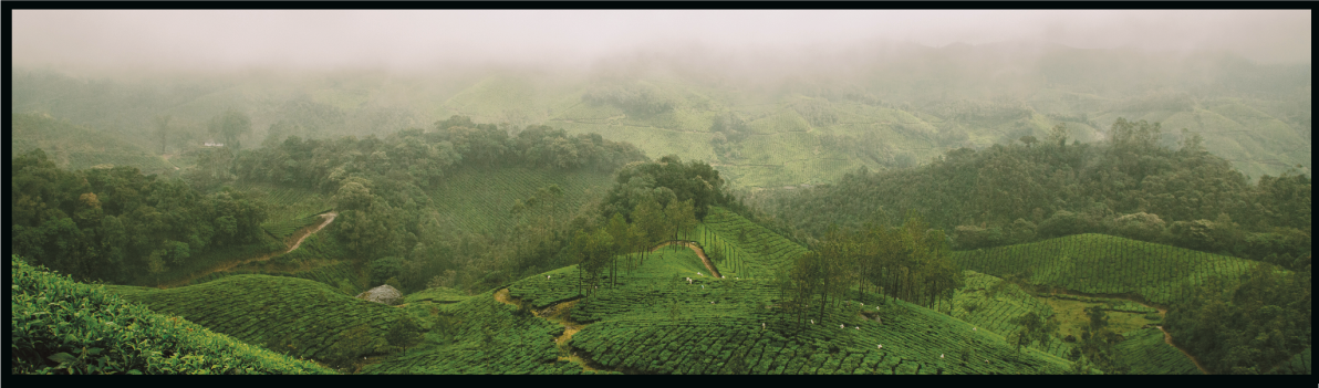 Field of tea plants