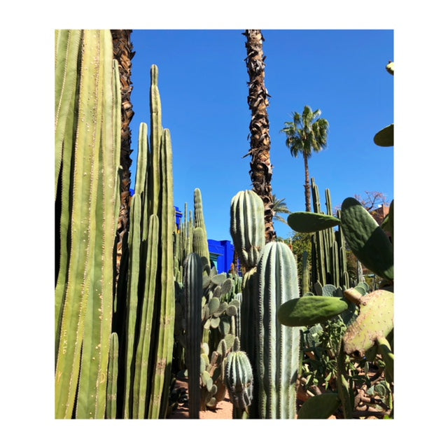 Cacti scenery in Marrakech. 