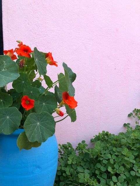 Blue flower pot with red flowers and green leaves in front of pink wall with green leaves.