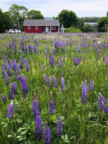 lavender field in front of farm house. 